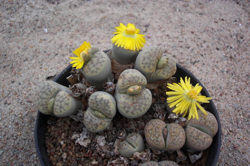 lithops schwan v.triebneri